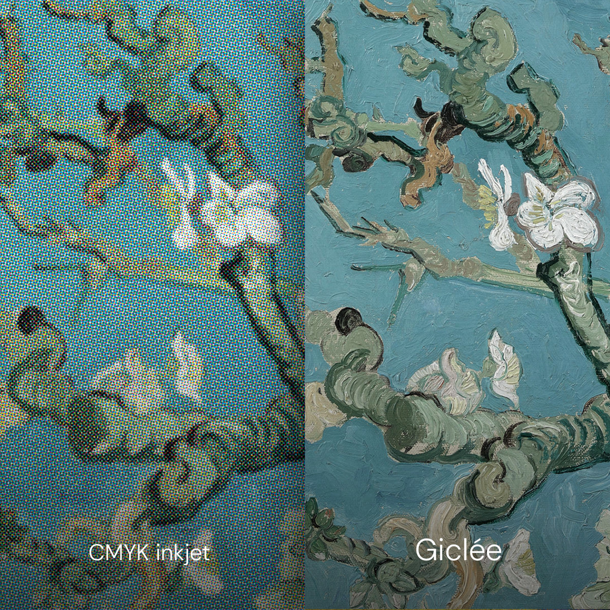 Migdolų žiedai - Reprodukcija