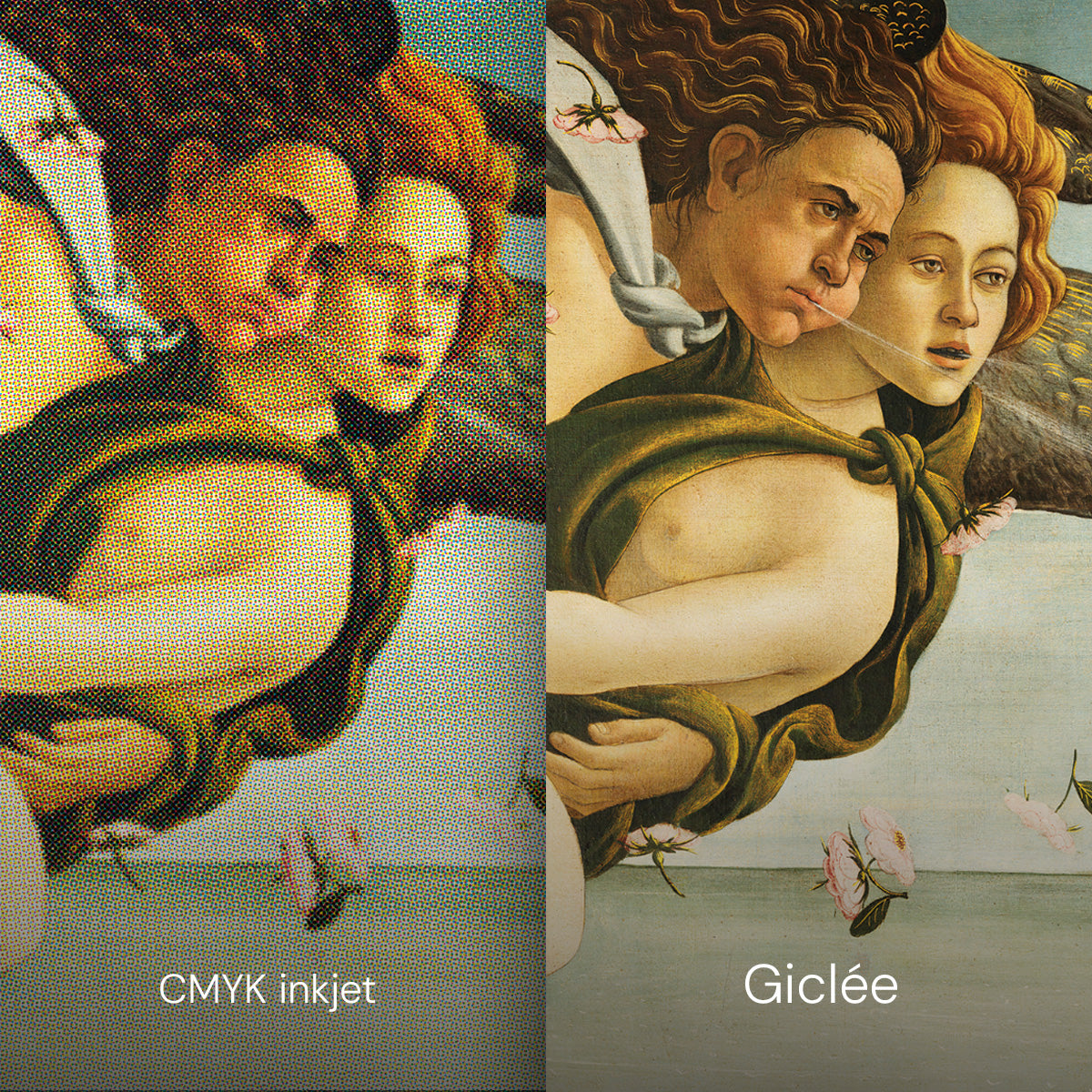 Veneros gimimas - Reprodukcija